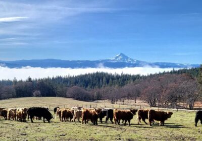 L77 Ranch Lodging - View of Mt. Hood